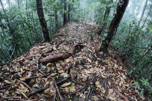 Source: Jabatan Perhutanan Negeri Johor